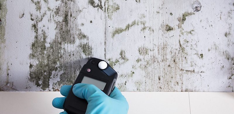 Mold Inspection
